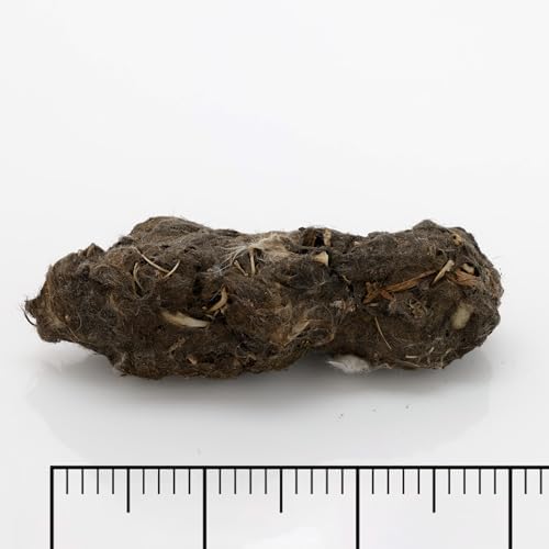 Barn Owl Pellets, Pack of 5 Extra Large Pellets and Bone Sorting Guide