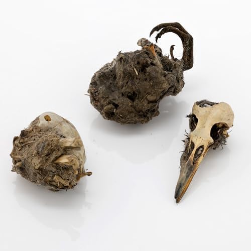 Barn Owl Pellets, Pack of 5 Extra Large Pellets and Bone Sorting Guide