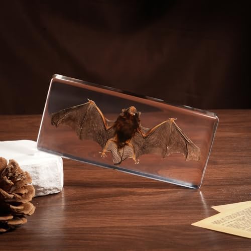 Taxidermy Bat, Real Bats Specimens High Quality Resin Animals for Science Classroom