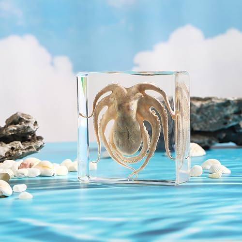 Taxidermy Octopus, Real Octopus Specimens Animal Specimen in Resin for Science Classroom