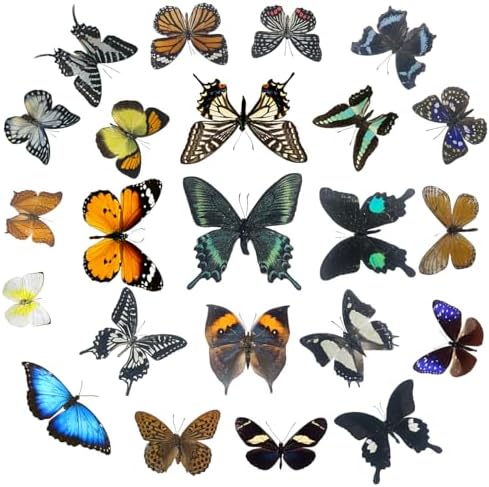 Real Butterfly Specimens, Butterfly Specimens of Different Colors and Styles