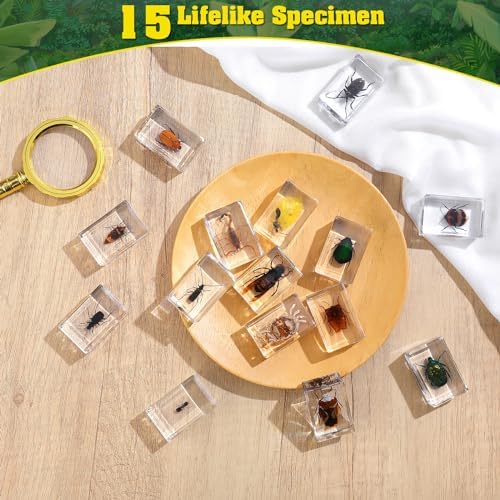 15 Insect specimens,Real Specimens of Various Butterflies and Beetles Made of Resin