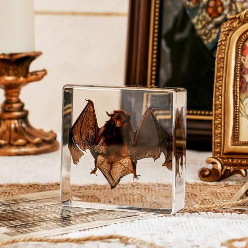 Taxidermy Bat, Real Bat Taxidermy Animals, Oddities Taxidermy
