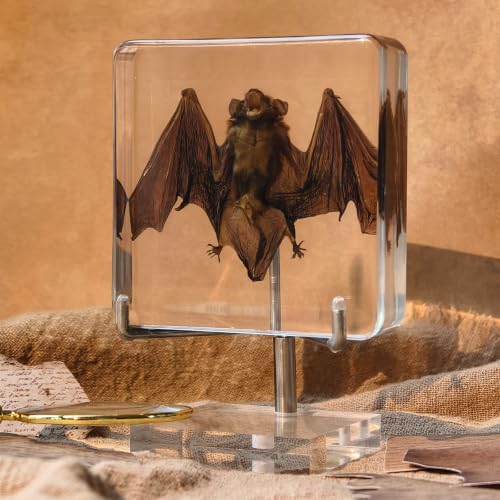 Taxidermy Bat, Real Bat Specimens Animal Specimen in Resin with Acrylic Base Display