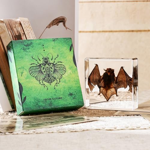 Taxidermy Bat, Real Bat Taxidermy Animals, Oddities Taxidermy