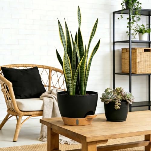 Self Watering Pots with Drainage Holes, 3 Pack 12/10/8 Inch Plant Pots with