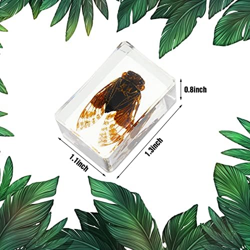 12 Pcs Insect Specimens for Kids Resin Bug Collection Kit, Butterfly