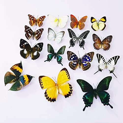 15 pcs of Real Dried Dead Butterflies with Spread Wings Shaped