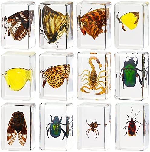12 Pcs Insect Specimens for Kids Resin Bug Collection Kit, Butterfly