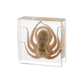 Taxidermy Octopus, Real Octopus Specimens Animal Specimen in Resin for Science Classroom