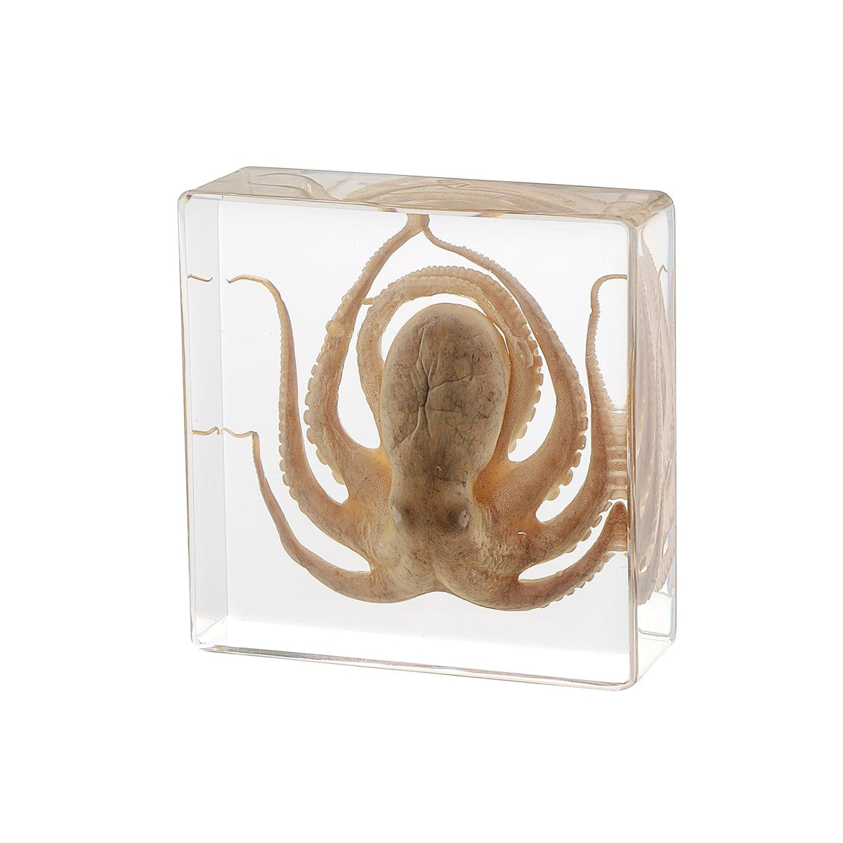 Taxidermy Octopus, Real Octopus Specimens Animal Specimen in Resin for Science Classroom