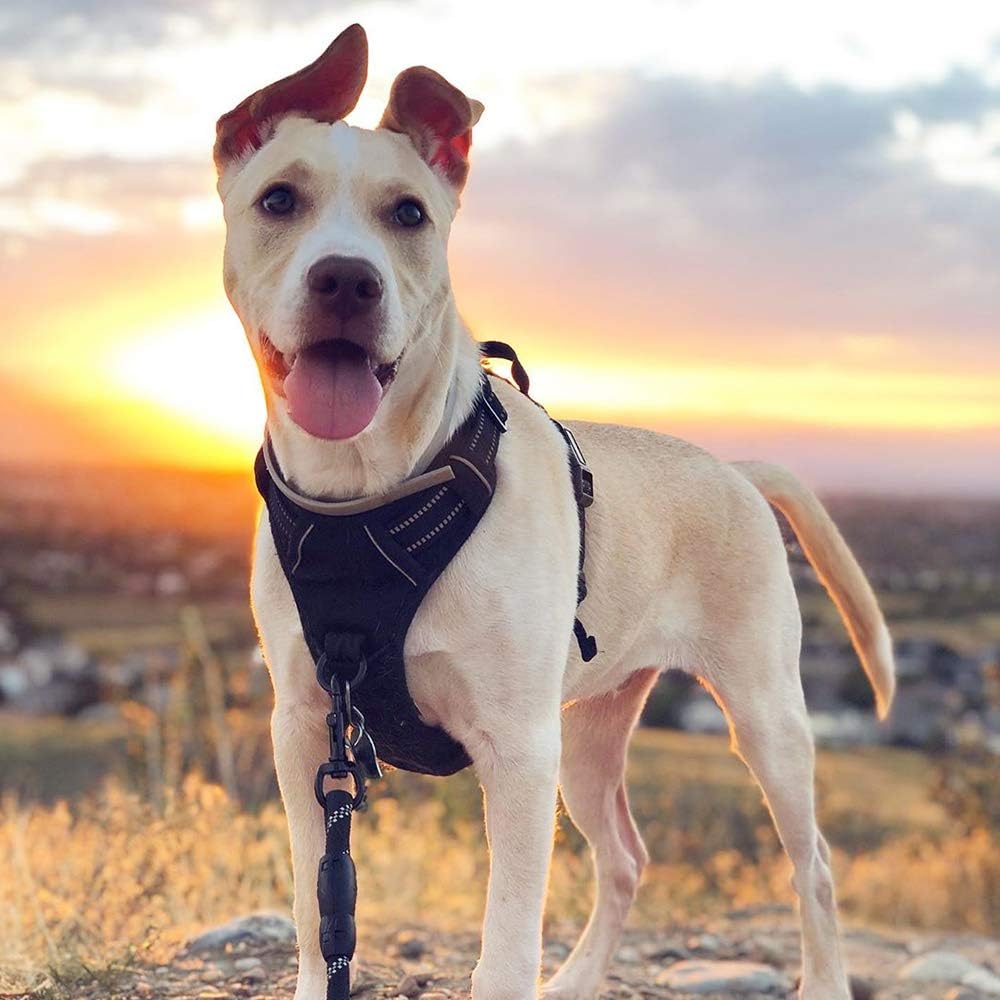 rabbitgoo Dog Harness No Pull with 2 Leash Clips, Adjustable Soft Padded