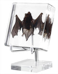 Taxidermy Bat, Real Bat Specimens Animal Specimen in Resin with Acrylic Base Display