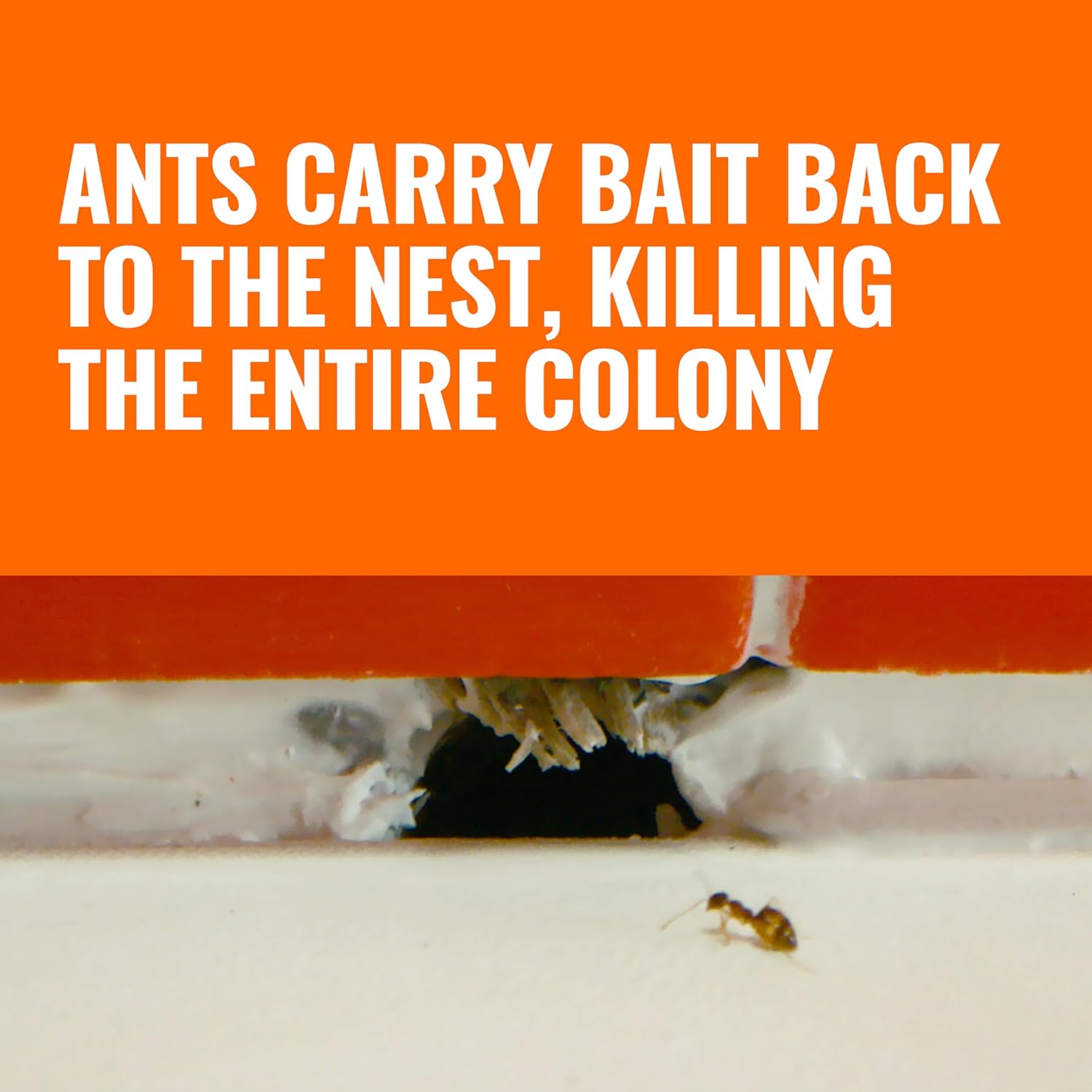 TERRO Ant Killer Bait Stations T300B - Liquid Bait to Eliminate Ants - Bait
