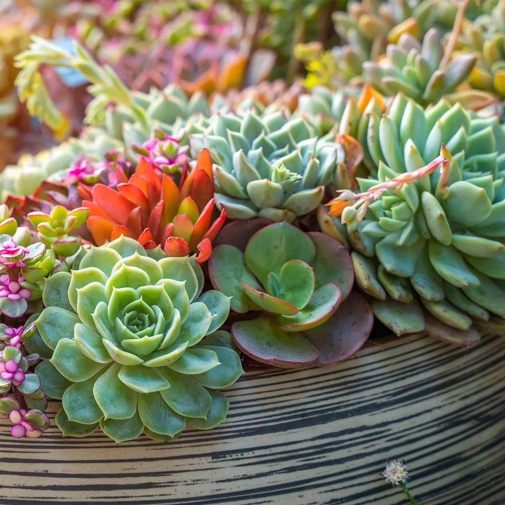 Back to the Roots 100% Organic Succulent & Cacti Mix (6 Quart)