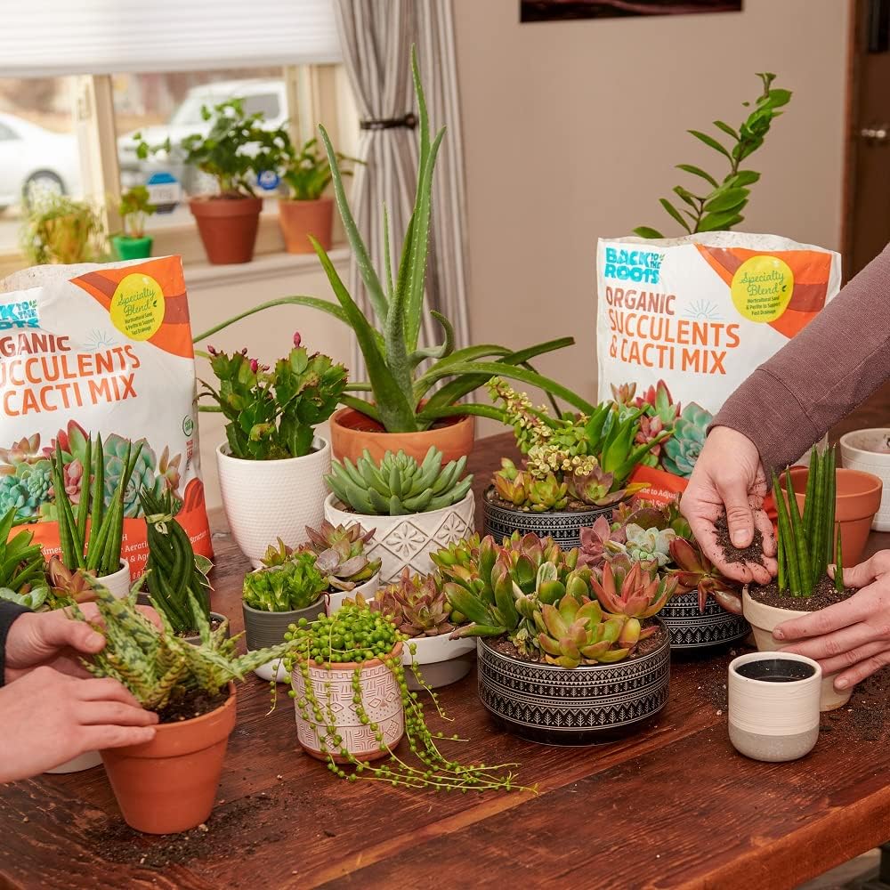 Back to the Roots 100% Organic Succulent & Cacti Mix (6 Quart)