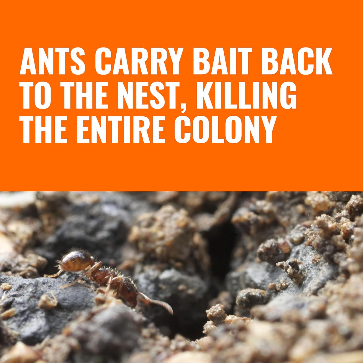 TERRO Liquid Ant Baits - T1813B - Outdoor Ready-to-Use Terro Ant Traps, Kills