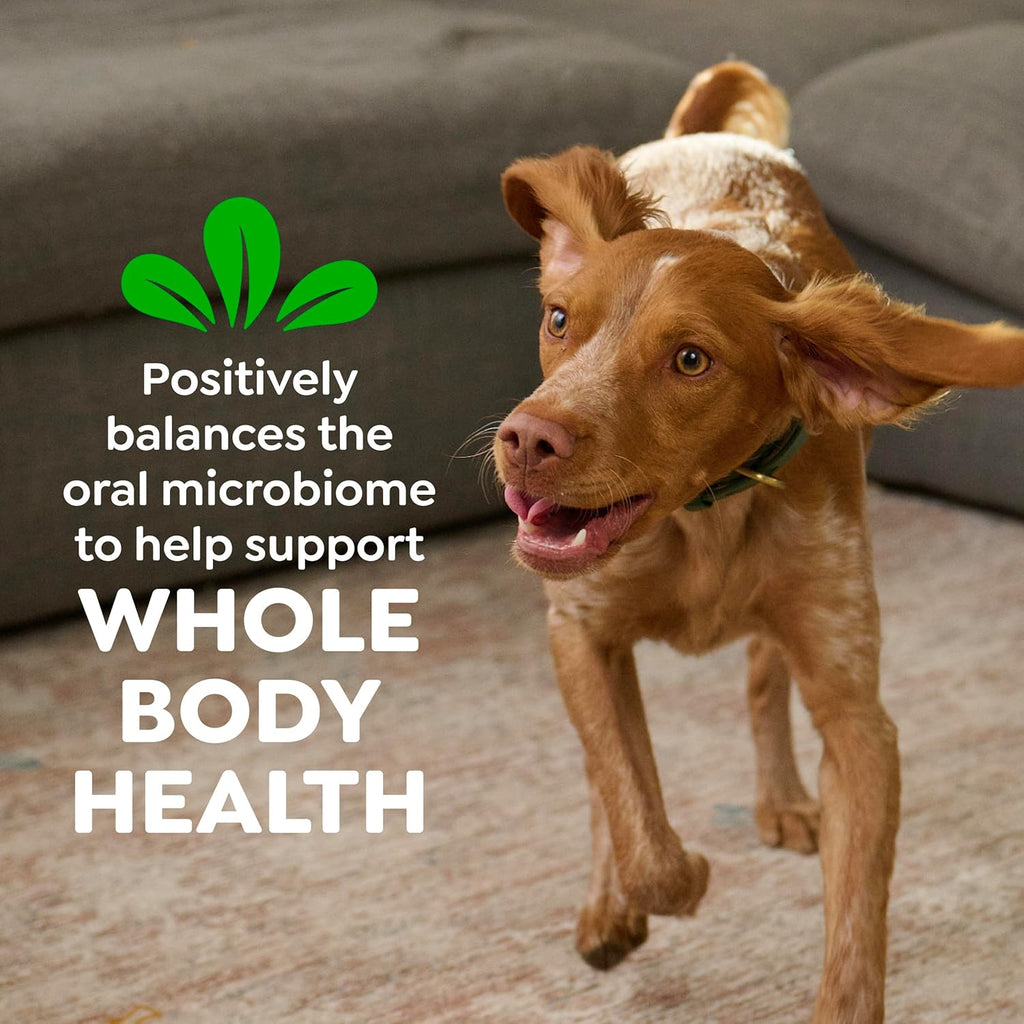 Greenies Veterinarian-Recommended Adult Natural Dental Dog Treats Petite