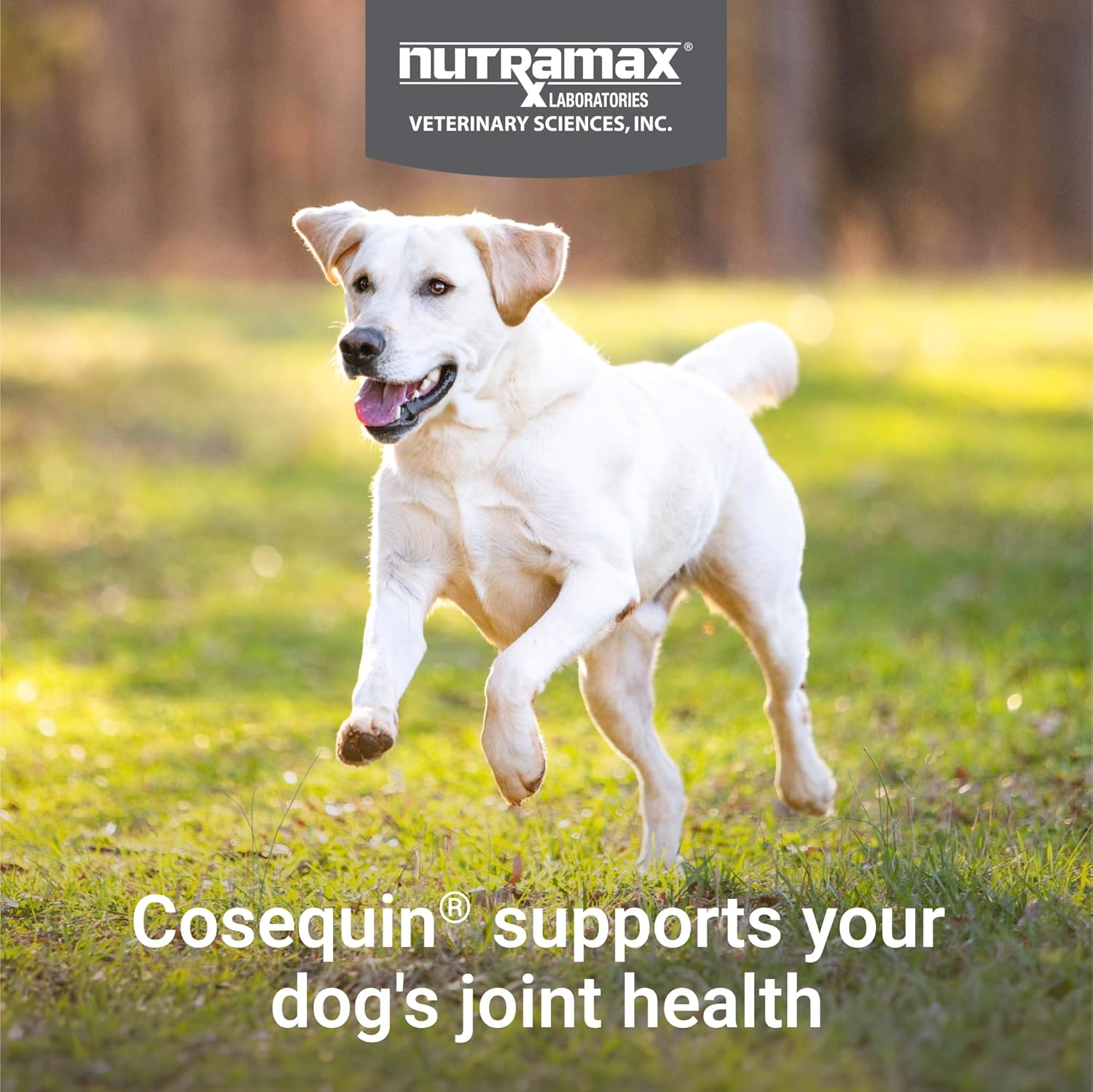Nutramax Cosequin for Dogs Joint Health Supplement, Contains Glucosamine for