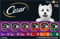 Cesar Wet Dog Food Classic Loaf in Sauce Grilled Chicken, Filet Mignon
