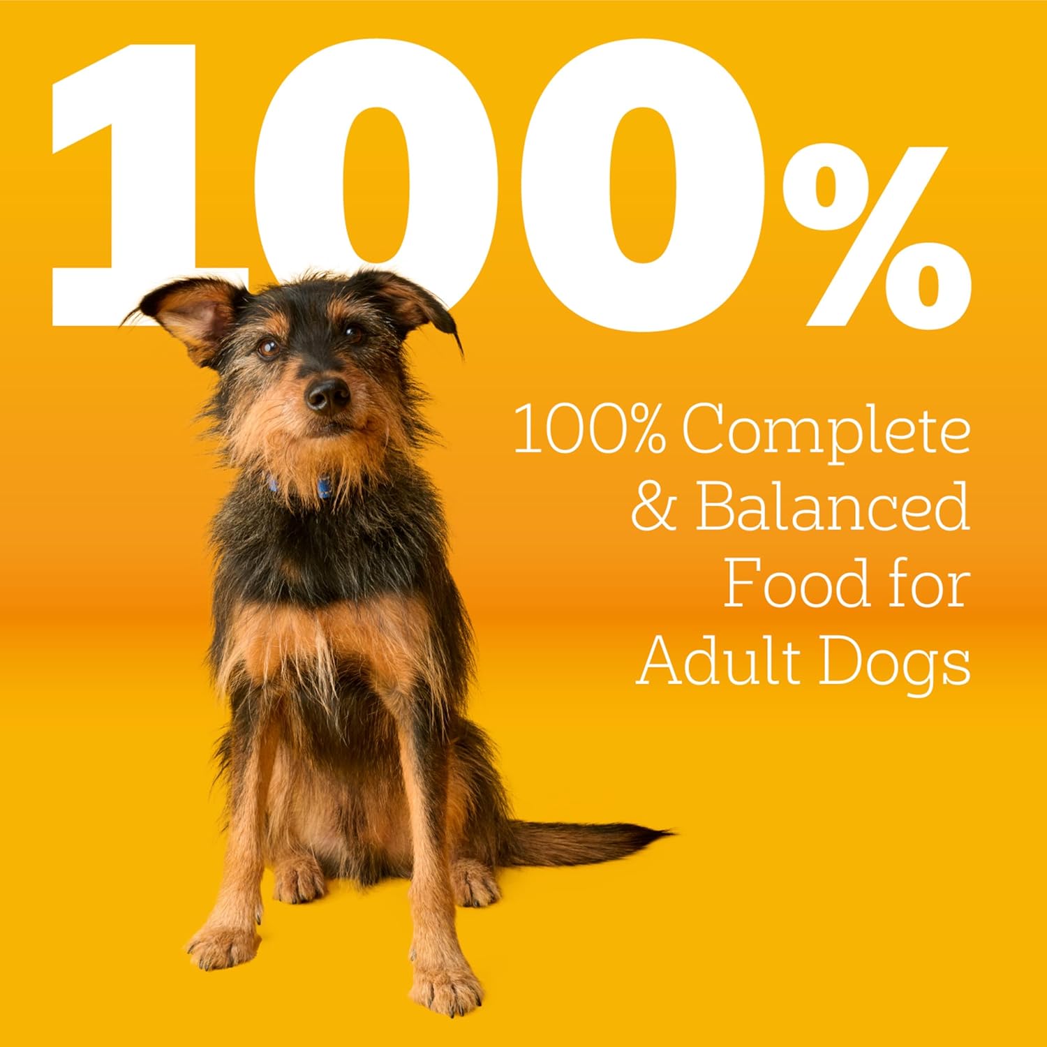 Pedigree Adult Dry Dog Food, Complete Nutrition, Grilled Steak & Vegetable
