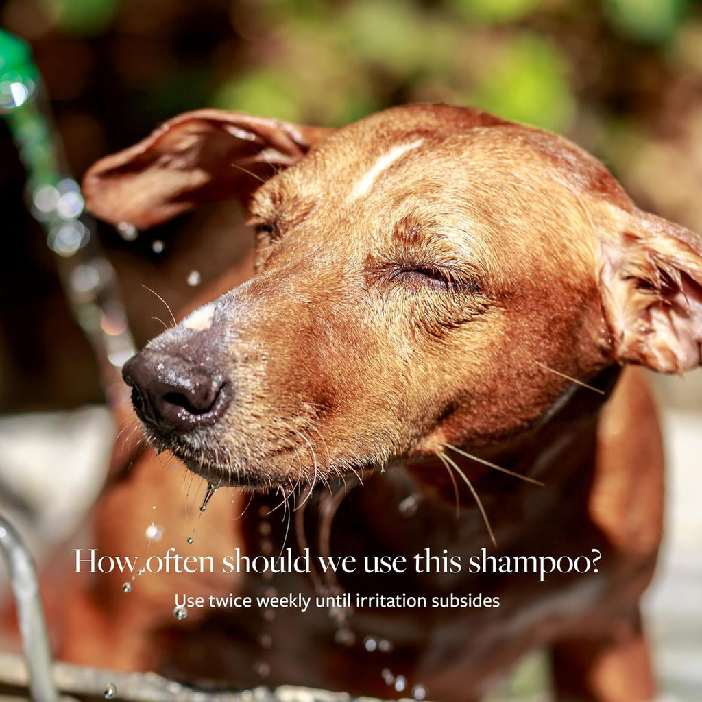 Veterinary Formula Clinical Care Antiseptic and Antifungal Medicated Shampoo
