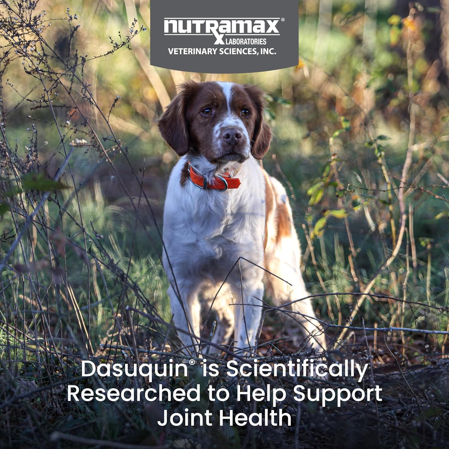 Nutramax Dasuquin for Small to Medium Dogs, Joint Health Supplement, Contains