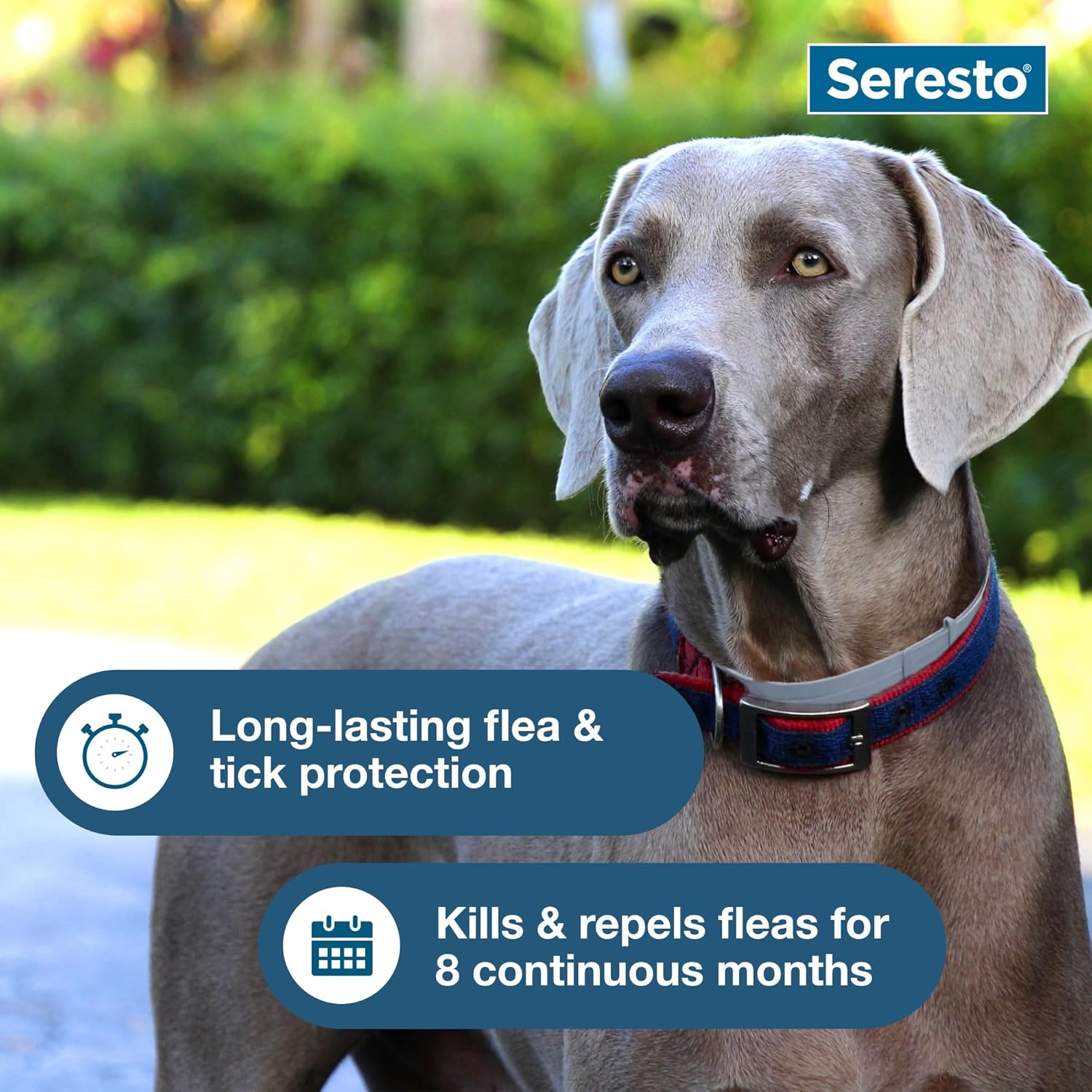 Seresto Flea & Tick Collar For Dogs Over 18 lbs., Treatment & Prevention